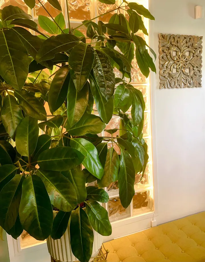 A tall plant by a glass block window, beside a gold bench